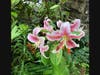 Some of the beautiful flowers in St. James' Garden