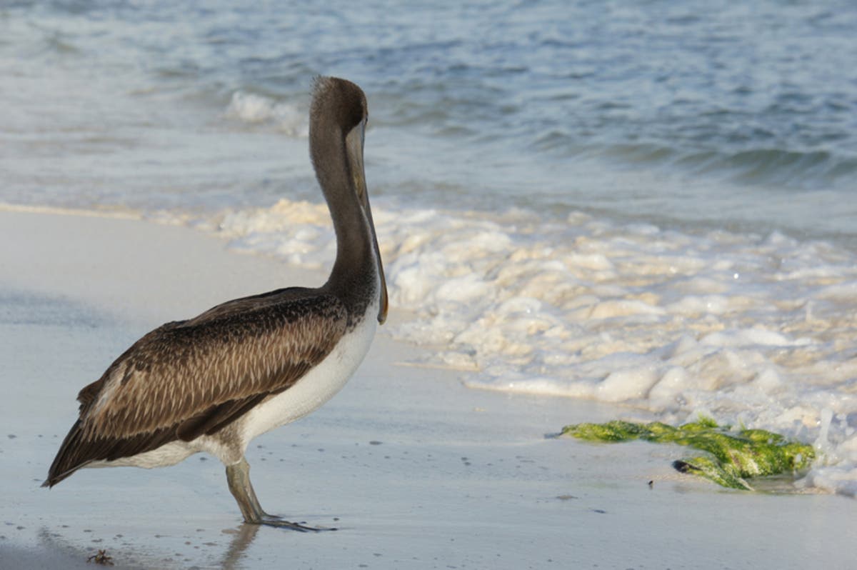 A Maryland man posted a video on Facebook that shows him attacking a federally protected pelican in Florida.