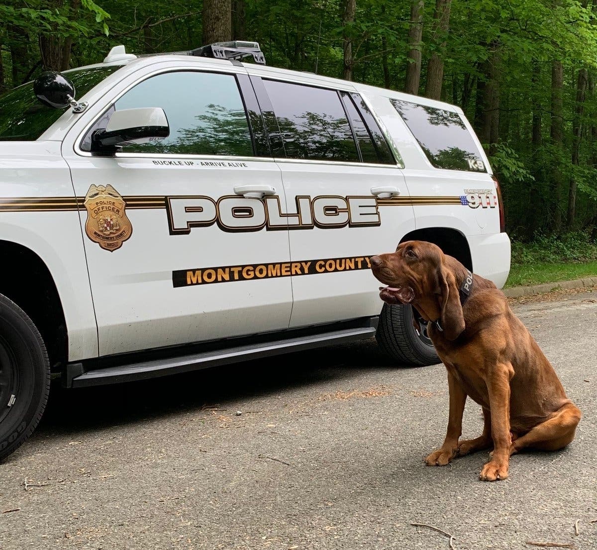 Travis the Bloodhound works with the Montgomery County Police Department to find missing residents.