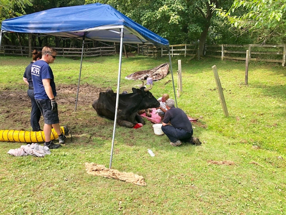 Crews rescued a 2,000-pound steer from a muddy ravine in Boyds on Monday.