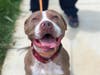 Plenty of adorable animals are up for adoption in Montgomery County. This week, we're featuring Razzle, Clyde, Luke, Tee Tee, and Charlie.