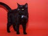 Plenty of adorable animals are up for adoption in Montgomery County. This week, we're featuring Razzle, Clyde, Luke, Tee Tee, and Charlie.