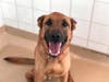 Plenty of adorable animals are up for adoption in Montgomery County. This week, we're featuring Razzle, Clyde, Luke, Tee Tee, and Charlie.