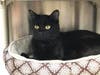 Plenty of adorable animals are up for adoption in Montgomery County. This week, we're featuring Razzle, Clyde, Luke, Tee Tee, and Charlie.