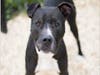 Plenty of adorable animals are up for adoption in Montgomery County. This week, we're featuring Razzle, Clyde, Luke, Tee Tee, and Charlie.