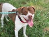 Plenty of adorable animals are up for adoption in Montgomery County. This week, we're featuring Streudel, Quinn, Bubby, Ravi, and Bob.