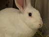 Plenty of adorable animals are up for adoption in Montgomery County. This week, we're featuring Streudel, Quinn, Bubby, Ravi, and Bob.