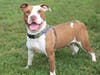 Plenty of adorable animals are up for adoption in Montgomery County. This week, we're featuring Streudel, Quinn, Bubby, Ravi, and Bob.