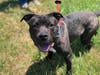 Plenty of adorable animals are up for adoption in Montgomery County. This week, we're featuring Streudel, Quinn, Bubby, Ravi, and Bob.