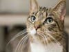 Plenty of adorable animals are up for adoption in Montgomery County. This week, we're featuring Streudel, Quinn, Bubby, Ravi, and Bob.