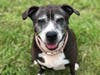 Plenty of adorable animals are up for adoption in Montgomery County. This week, we're featuring Lenox, Princess, Missy, Kai, and Turbo.