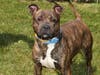 Plenty of adorable animals are up for adoption in Montgomery County. This week, we're featuring Lenox, Princess, Missy, Kai, and Turbo.