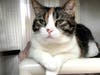 Plenty of adorable animals are up for adoption in Montgomery County. This week, we're featuring Lenox, Princess, Missy, Kai, and Turbo.