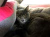 Plenty of adorable animals are up for adoption in Montgomery County. This week, we're featuring Lenox, Princess, Missy, Kai, and Turbo.