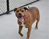 Plenty of adorable animals are up for adoption in Montgomery County. This week, we're featuring Sugar, Hugh, Callie, Camry, and Malcolm.