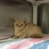 Plenty of adorable animals are up for adoption in Montgomery County. This week, we're featuring Sugar, Hugh, Callie, Camry, and Malcolm.