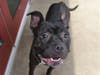 Plenty of adorable animals are up for adoption in Montgomery County. This week, we're featuring Sugar, Hugh, Callie, Camry, and Malcolm.