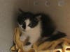 Plenty of adorable animals are up for adoption in Montgomery County. This week, we're featuring Queno, Hot Tuna, Koda, Tipply, and Skip.