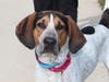 Plenty of adorable animals are up for adoption in Montgomery County. This week, we're featuring Queno, Hot Tuna, Koda, Tipply, and Skip.