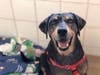 Plenty of adorable animals are up for adoption in Montgomery County. This week, we're featuring Explorer, Cody, Ana, Mustache, and Nugget​.