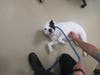 Plenty of adorable animals are up for adoption in Montgomery County. This week, we're featuring Explorer, Cody, Ana, Mustache, and Nugget​.