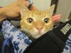 Plenty of adorable animals are up for adoption in Montgomery County. This week, we're featuring Explorer, Cody, Ana, Mustache, and Nugget​.