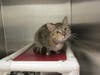 Plenty of adorable animals are up for adoption in Montgomery County. This week, we're featuring Bella, Jobo, Mateo, Tostito, and Monique​.