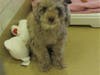 Plenty of adorable animals are up for adoption in Montgomery County. This week, we're featuring Bella, Jobo, Mateo, Tostito, and Monique​.