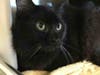 Plenty of adorable animals are up for adoption in Montgomery County. This week, we're featuring Bella, Jobo, Mateo, Tostito, and Monique​.