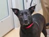 Plenty of adorable animals are up for adoption in Montgomery County. This week, we're featuring Bella, Jobo, Mateo, Tostito, and Monique​.