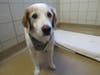 Plenty of adorable animals are up for adoption in Montgomery County. This week, we're featuring Jaxx, Bella, Sammy, Alfie, and Lucky.