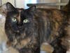 Plenty of adorable animals are up for adoption in Montgomery County. This week, we're featuring Jaxx, Bella, Sammy, Alfie, and Lucky.