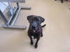 Plenty of adorable animals are up for adoption in Montgomery County. This week, we're featuring Jaxx, Bella, Sammy, Alfie, and Lucky.