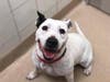 Plenty of adorable animals are up for adoption in Montgomery County. This week, we're featuring Angelina, Elvis, Zackery, Diva, and Monty.