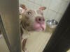 Plenty of adorable animals are up for adoption in Montgomery County. This week, we're featuring Angelina, Elvis, Zackery, Diva, and Monty.