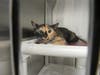 Plenty of adorable animals are up for adoption in Montgomery County. This week, we're featuring Angelina, Elvis, Zackery, Diva, and Monty.