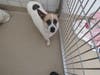 Plenty of adorable animals are up for adoption in Montgomery County. This week, we're featuring Angelina, Elvis, Zackery, Diva, and Monty.