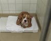 Plenty of adorable animals are up for adoption in Montgomery County. This week, we're featuring Taz, Popice, Stumps, Bubba, and Bruno.