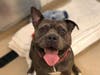 Plenty of adorable animals are up for adoption in Montgomery County. This week, we're featuring Taz, Popice, Stumps, Bubba, and Bruno.