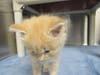 Plenty of adorable animals are up for adoption in Montgomery County. This week, we're featuring Taz, Popice, Stumps, Bubba, and Bruno.