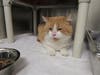 Plenty of adorable animals are up for adoption in Montgomery County. This week, we're featuring Taz, Popice, Stumps, Bubba, and Bruno.