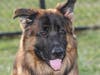 Plenty of adorable animals are up for adoption in Montgomery County. This week, we're featuring Shiloh, Bobby, Pixie, Coco, and Helena​.