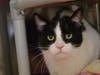 Plenty of adorable animals are up for adoption in Montgomery County. This week, we're featuring Shiloh, Bobby, Pixie, Coco, and Helena​.