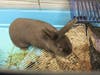 Plenty of adorable animals are up for adoption in Montgomery County. This week, we're featuring Shiloh, Bobby, Pixie, Coco, and Helena​.