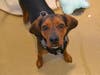 Plenty of adorable animals are up for adoption in Montgomery County. This week, we're featuring Shiloh, Bobby, Pixie, Coco, and Helena​.