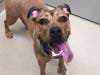 Plenty of adorable animals are up for adoption in Montgomery County. This week, we're featuring Lucy, Cardi, Bo, Nilla, and Diamond.