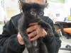 Plenty of adorable animals are up for adoption in Montgomery County. This week, we're featuring Lucy, Cardi, Bo, Nilla, and Diamond.