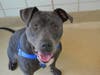 Plenty of adorable animals are up for adoption in Montgomery County. This week, we're featuring Lucy, Cardi, Bo, Nilla, and Diamond.