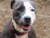 Plenty of adorable animals are up for adoption in Montgomery County. This week, we're featuring Lucy, Cardi, Bo, Nilla, and Diamond.