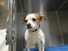 Plenty of adorable animals are up for adoption in Montgomery County. This week, we're featuring Shia Lawoof, Bay, Grovely, Navi, and Mojo.